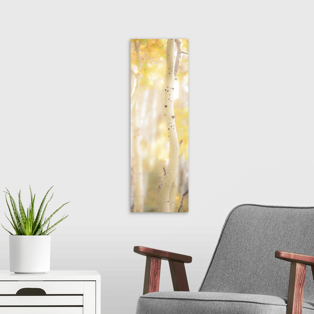 A modern room featuring Tall photograph of a birch tree with a shallow depth of field.