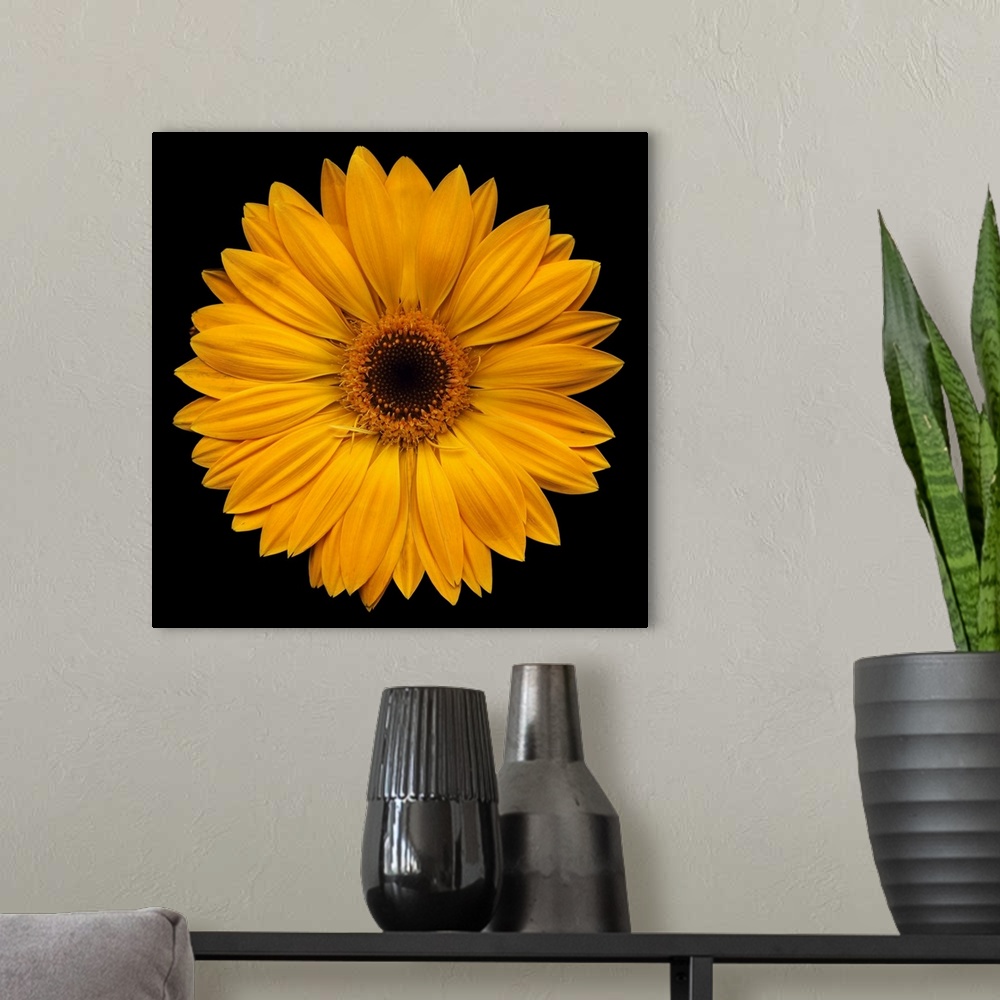 A modern room featuring Yellow Flower on Black