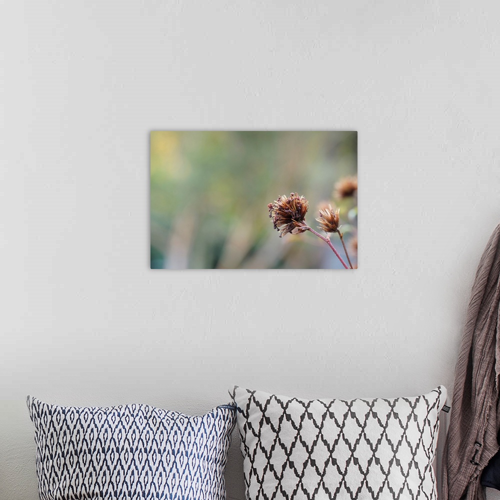 A bohemian room featuring Conceptual photography of an aging flower overlooking the garden.