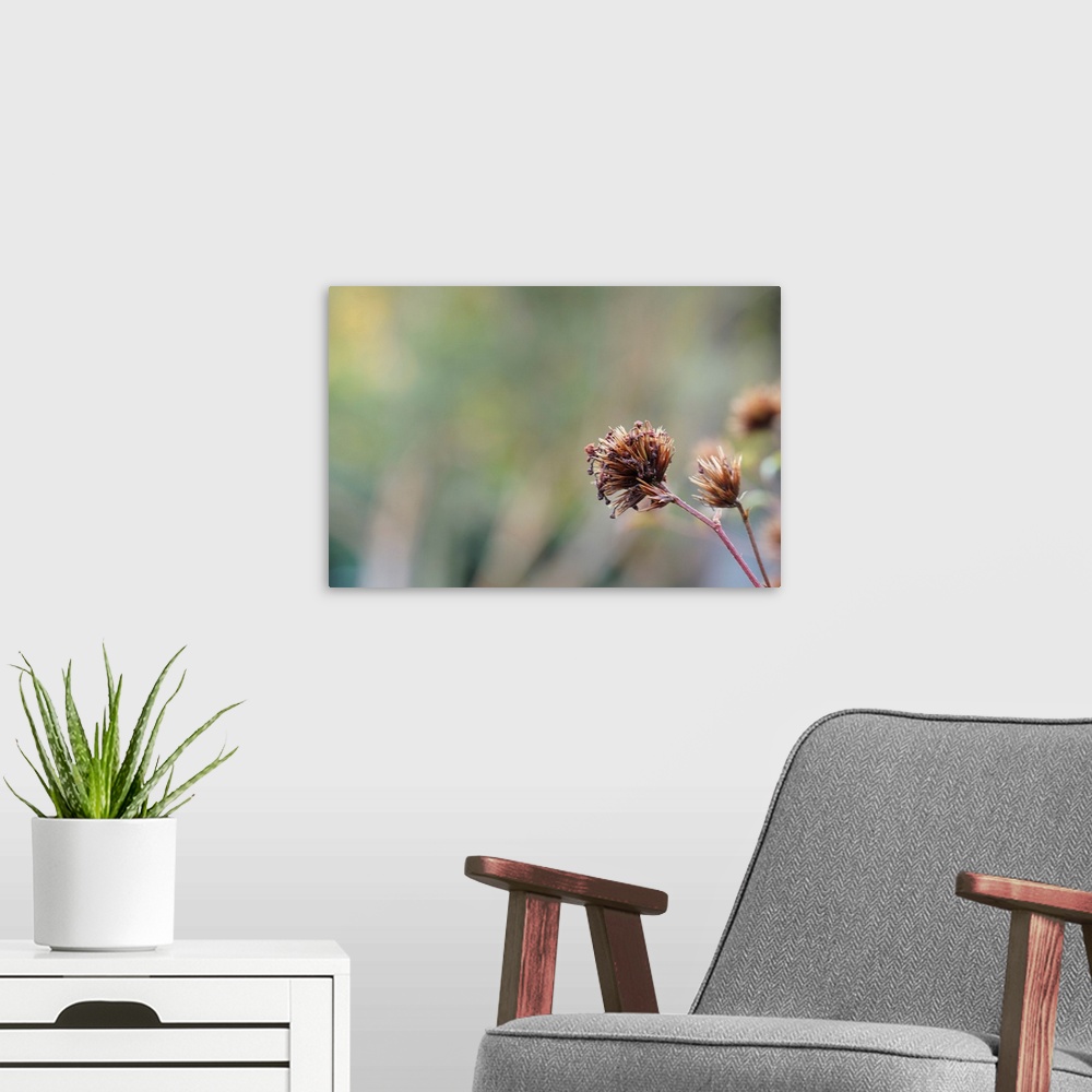 A modern room featuring Conceptual photography of an aging flower overlooking the garden.