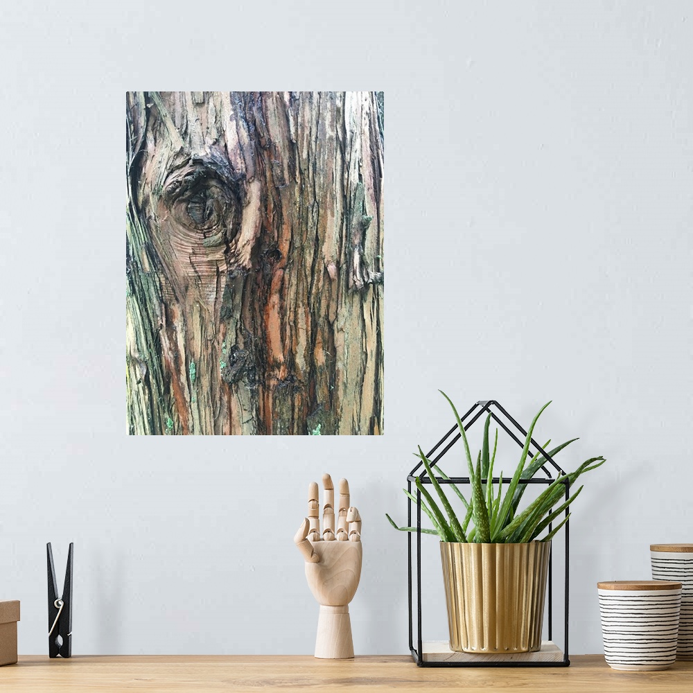 A bohemian room featuring Abstract photograph of a tree close up with texture of the barks.