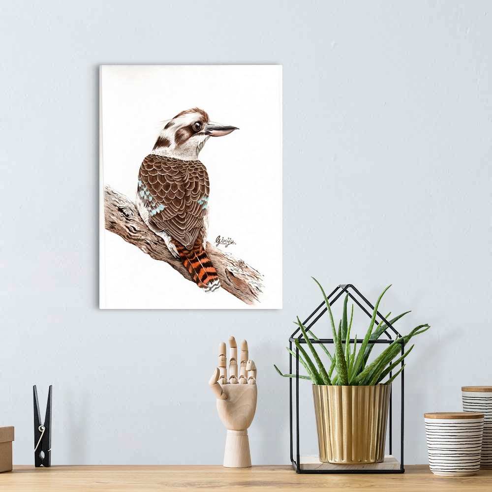 A bohemian room featuring The laughing kookaburra is native to eastern mainland Australia, the upperparts are mostly dark b...