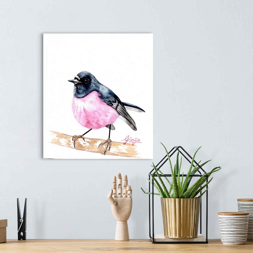 A bohemian room featuring The rose robin is a small passerine bird native to Australia. The male has a distinctive pink bre...