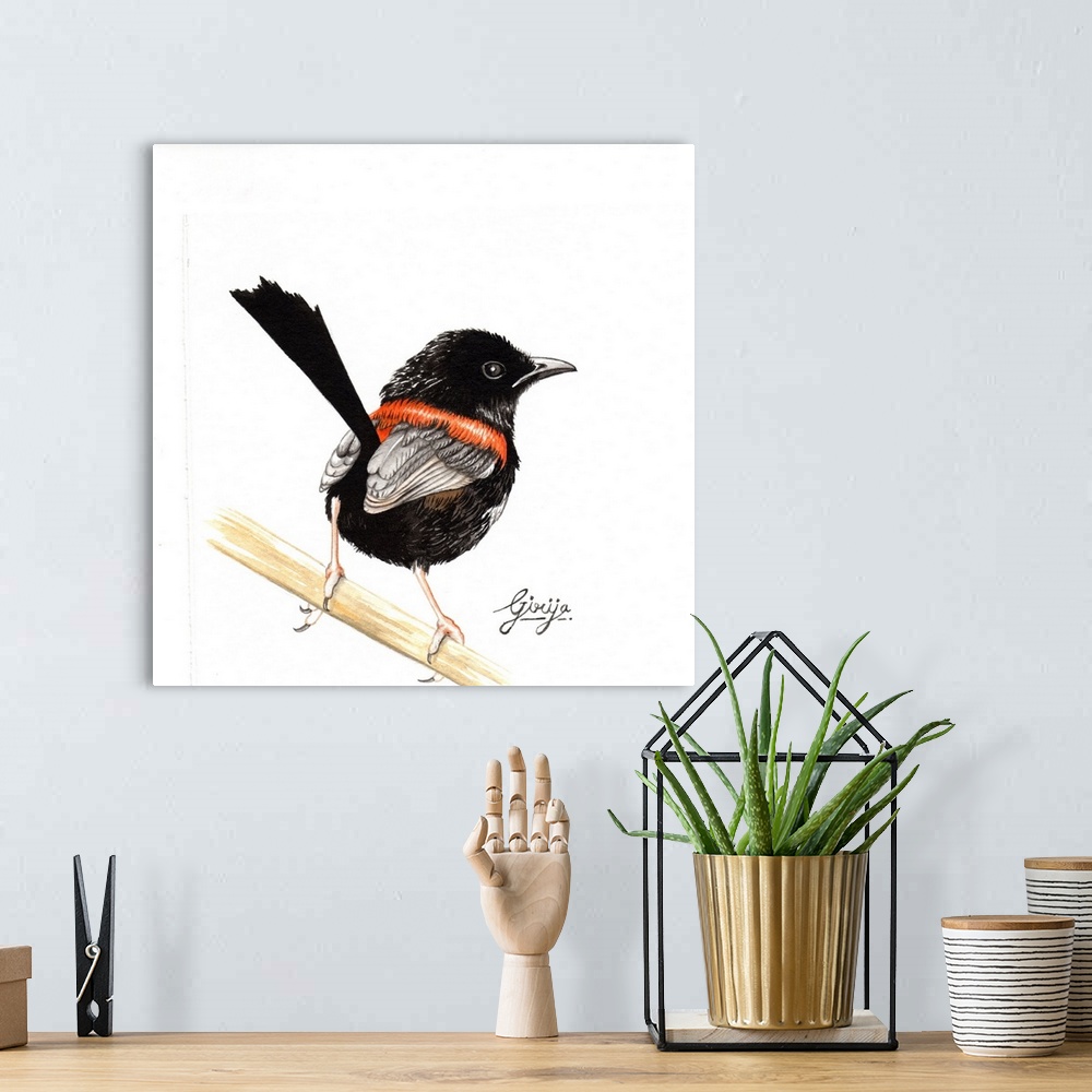 A bohemian room featuring This little black red backed fairy wren bird painted in watercolor on paper.