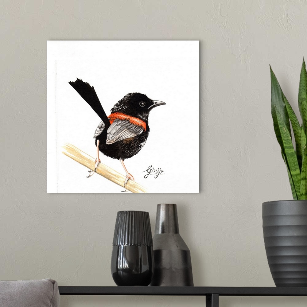 A modern room featuring This little black red backed fairy wren bird painted in watercolor on paper.