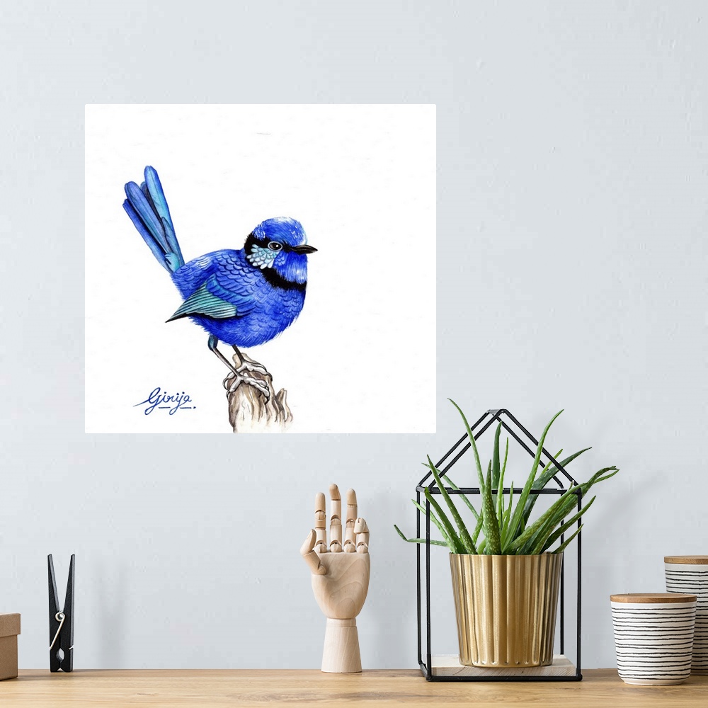 A bohemian room featuring The superb fairywren is a passerine bird in the Australasian wren family, maluridae, and is commo...