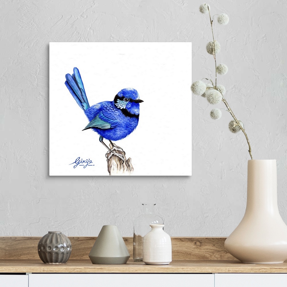 A farmhouse room featuring The superb fairywren is a passerine bird in the Australasian wren family, maluridae, and is commo...