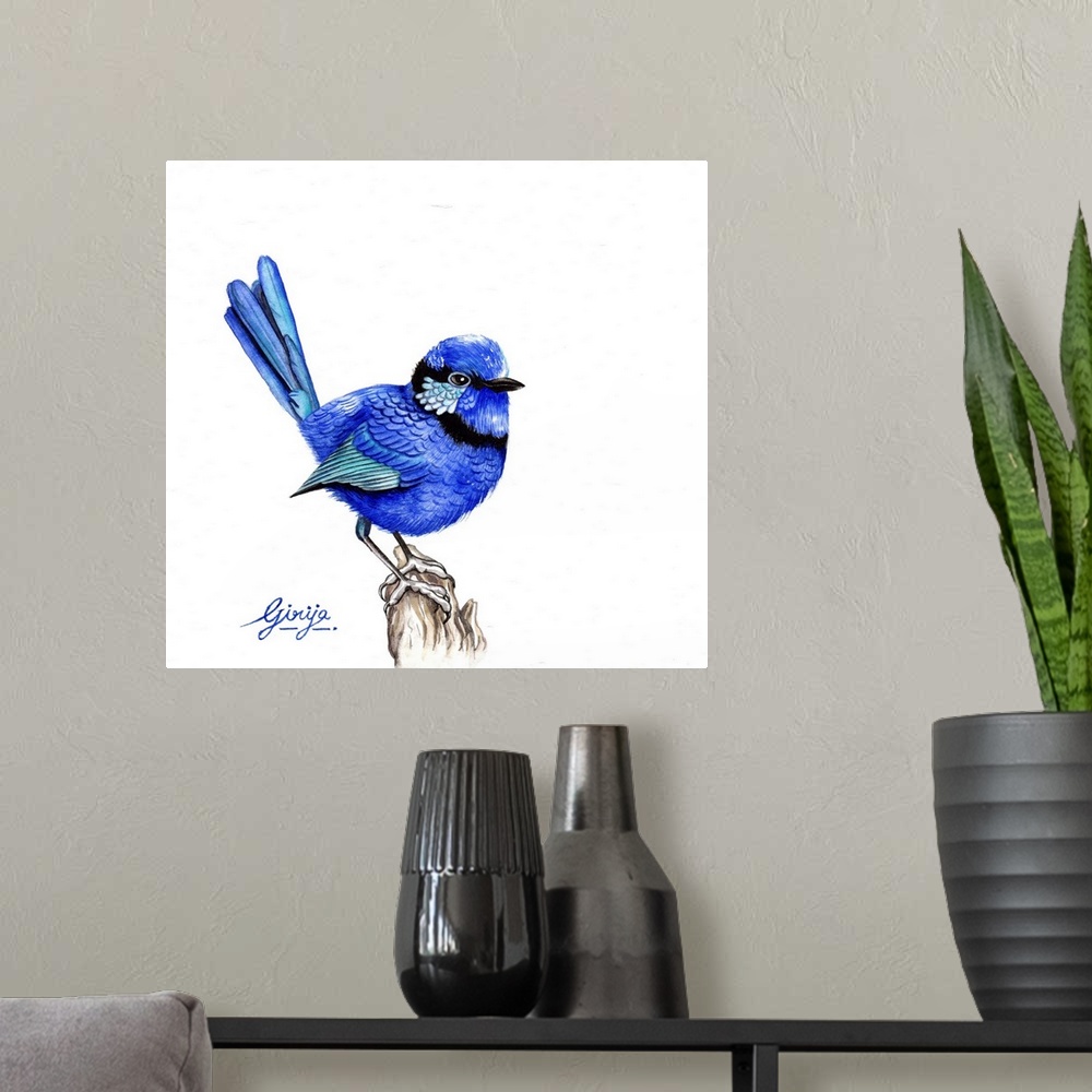 A modern room featuring The superb fairywren is a passerine bird in the Australasian wren family, maluridae, and is commo...