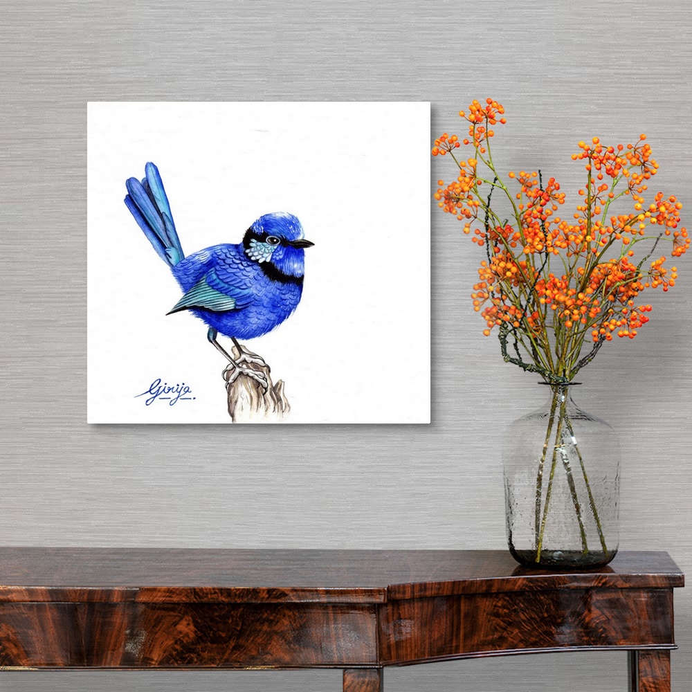 A traditional room featuring The superb fairywren is a passerine bird in the Australasian wren family, maluridae, and is commo...