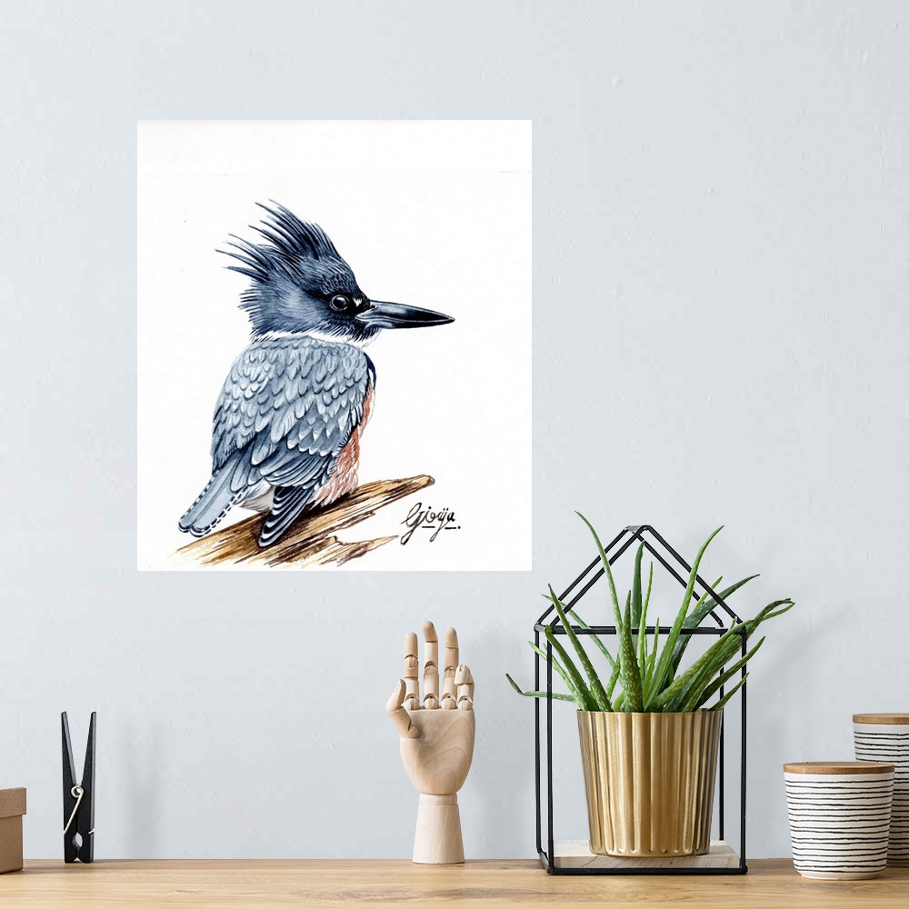 A bohemian room featuring The belted kingfisher is a stocky, medium-sized bird; this species has a large head with a shaggy...