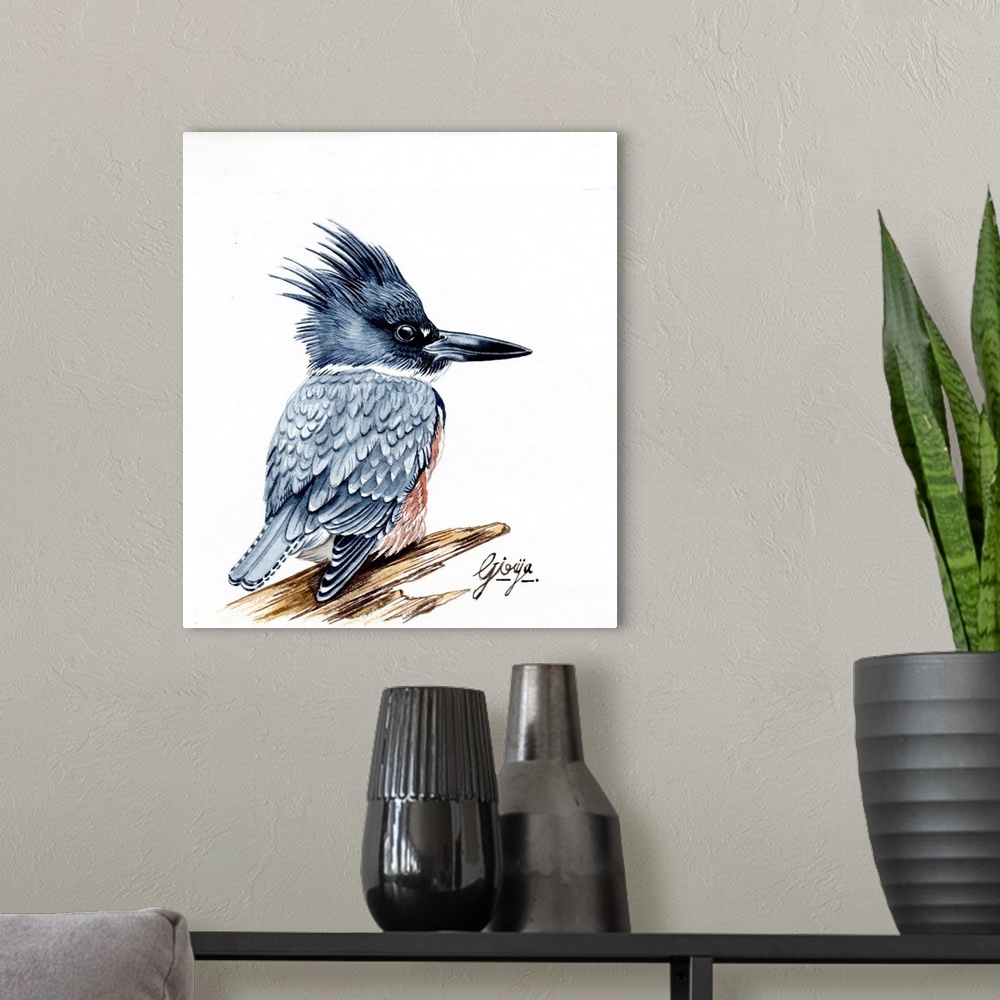 A modern room featuring The belted kingfisher is a stocky, medium-sized bird; this species has a large head with a shaggy...