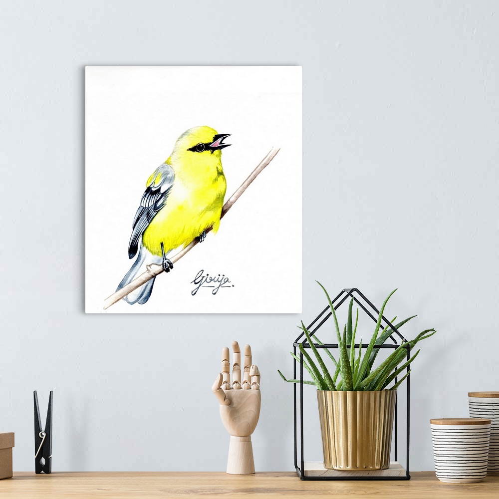 A bohemian room featuring The American goldfinch is a small north American bird in the finch family. This bright yellow col...