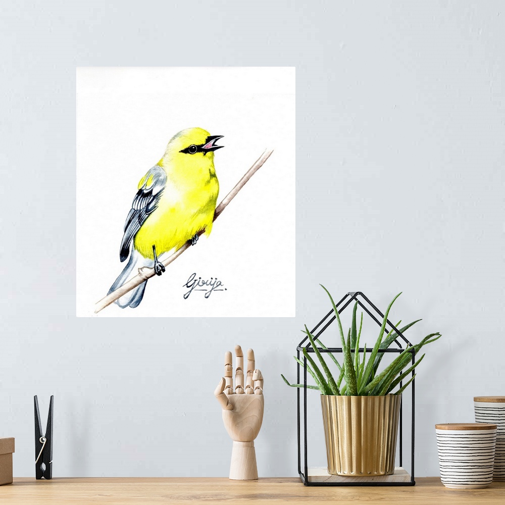 A bohemian room featuring The American goldfinch is a small north American bird in the finch family. This bright yellow col...