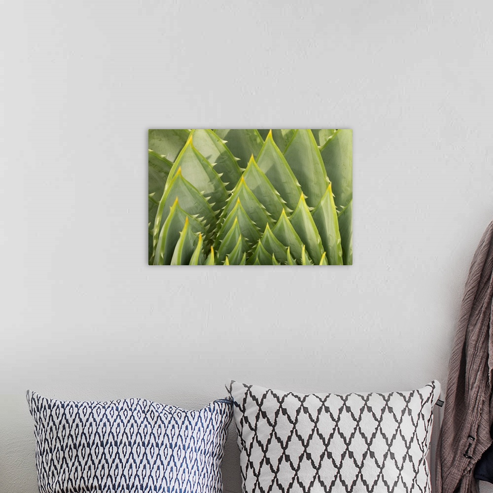 A bohemian room featuring Macro photograph of an African succulent plant.