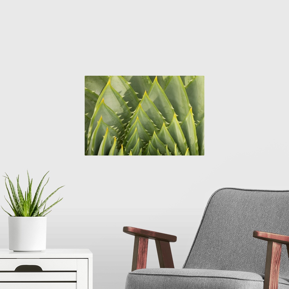 A modern room featuring Macro photograph of an African succulent plant.