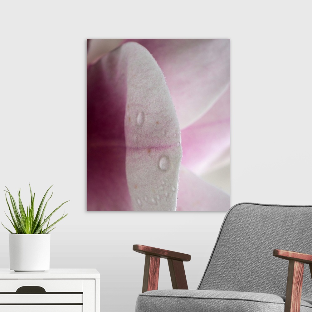 A modern room featuring Abstract photograph of a pink petal in reflection.