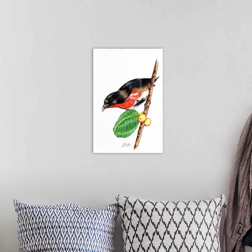 A bohemian room featuring This vibrant scarlet chested bird is painted in watercolor on paper.