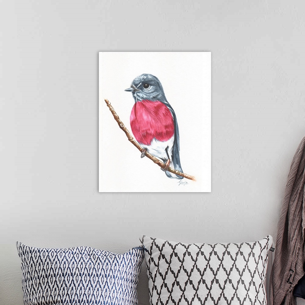 A bohemian room featuring The rose robin is a small passerine bird native to Australia. The male has a distinctive pink bre...