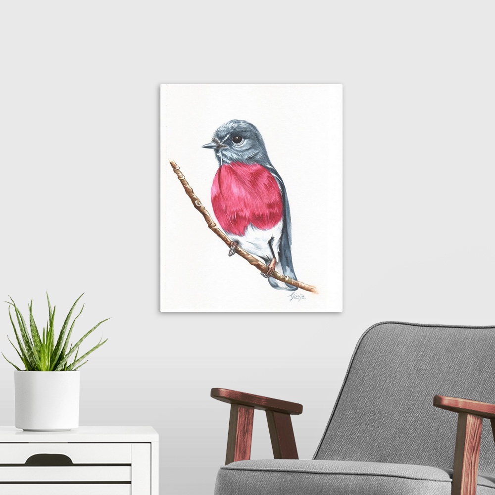 A modern room featuring The rose robin is a small passerine bird native to Australia. The male has a distinctive pink bre...