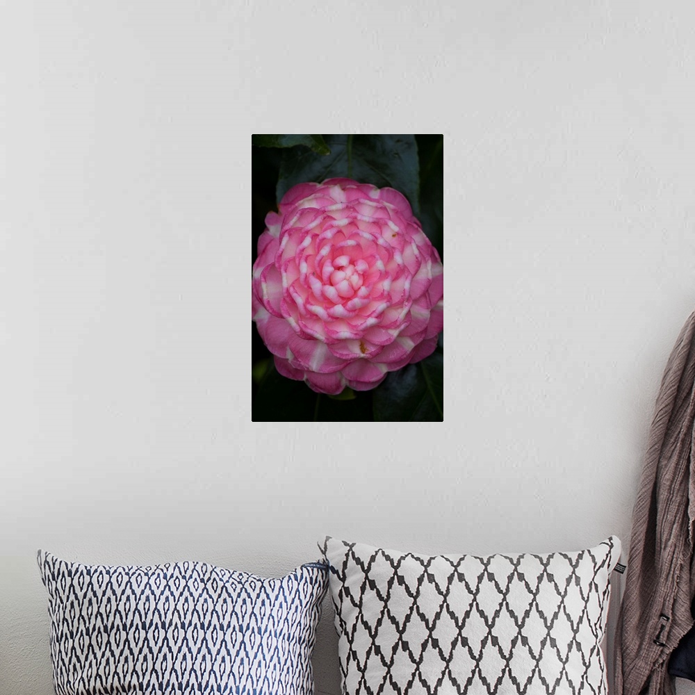 A bohemian room featuring Macro photograph of a flower with patterns of pink and cream.