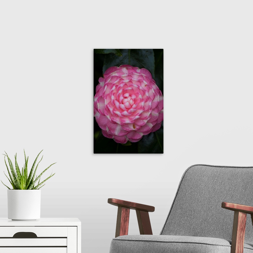 A modern room featuring Macro photograph of a flower with patterns of pink and cream.