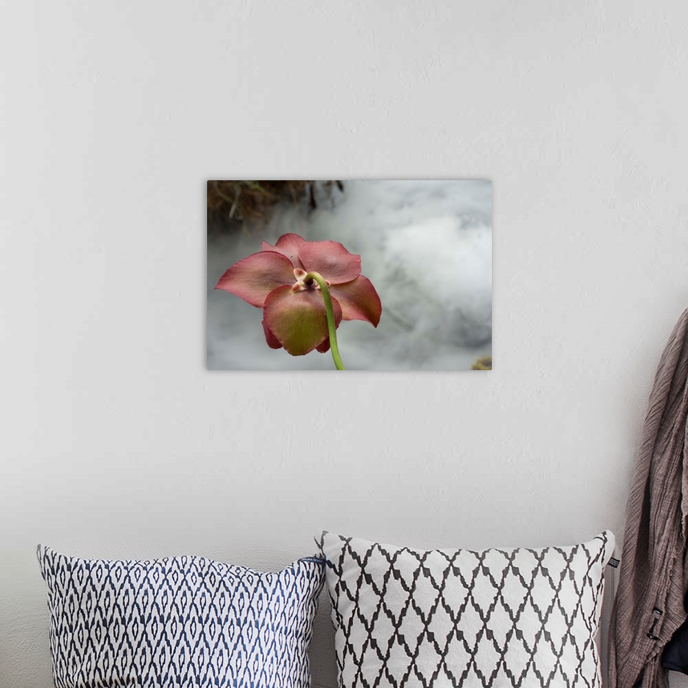 A bohemian room featuring Macro photograph that capture the calm ambience of a flower in the carnivorous plant section in t...