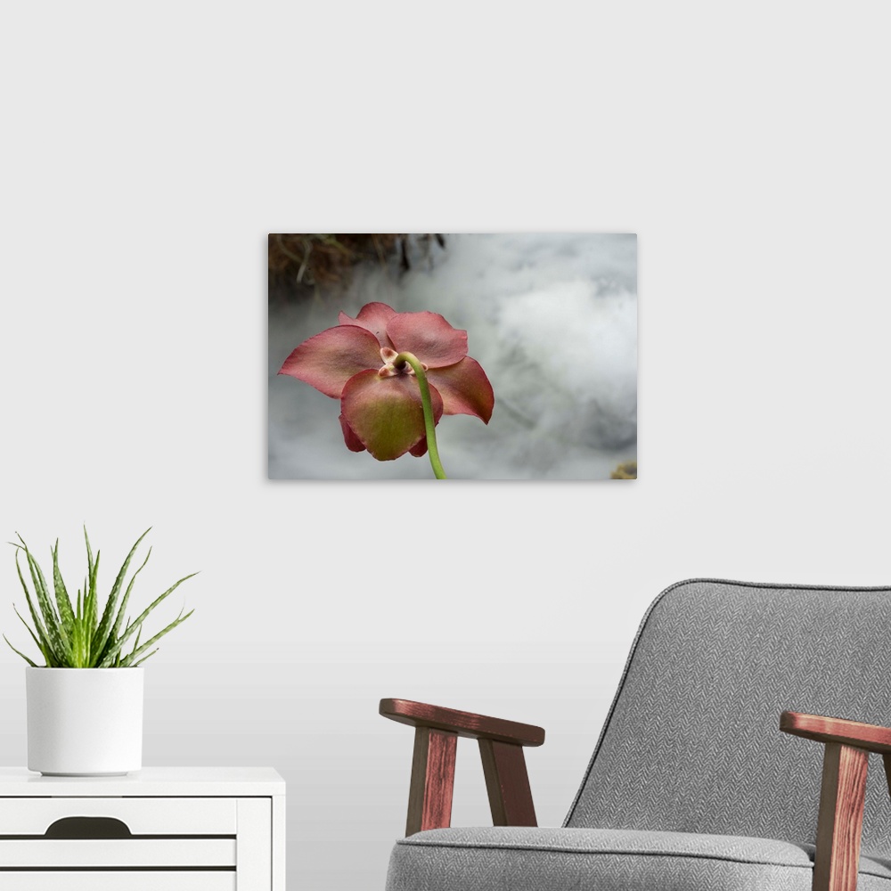 A modern room featuring Macro photograph that capture the calm ambience of a flower in the carnivorous plant section in t...