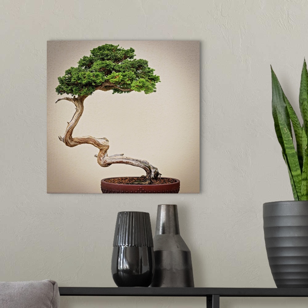 A modern room featuring Bonsai Tree