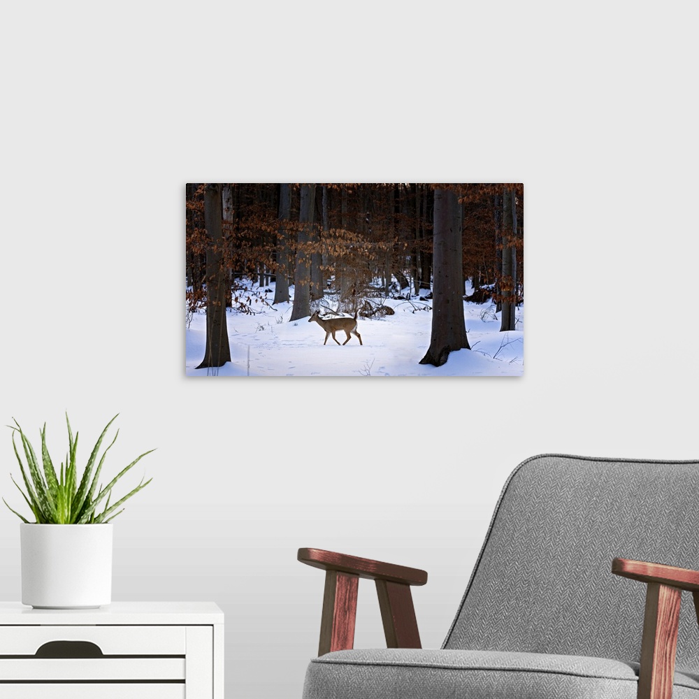 A modern room featuring Deer In Forest