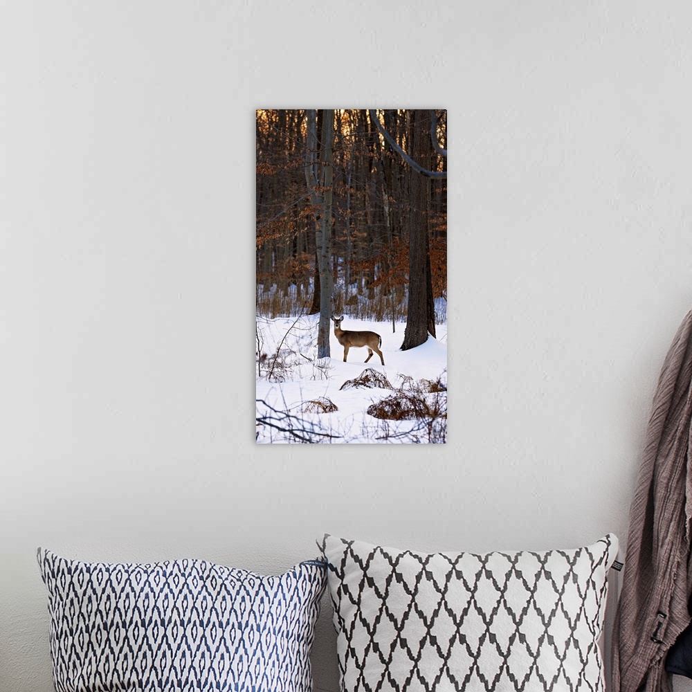 A bohemian room featuring Deer In The Snow