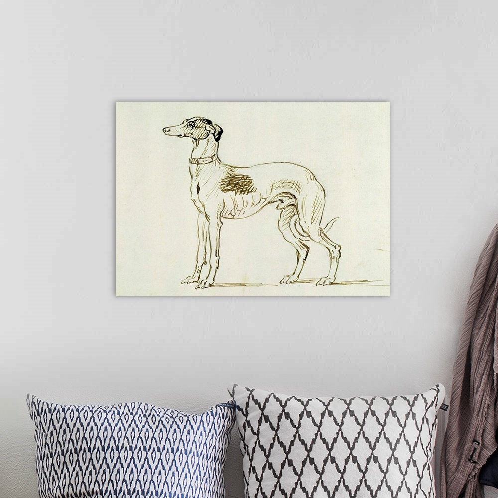 A bohemian room featuring A Greyhound, Facing Left