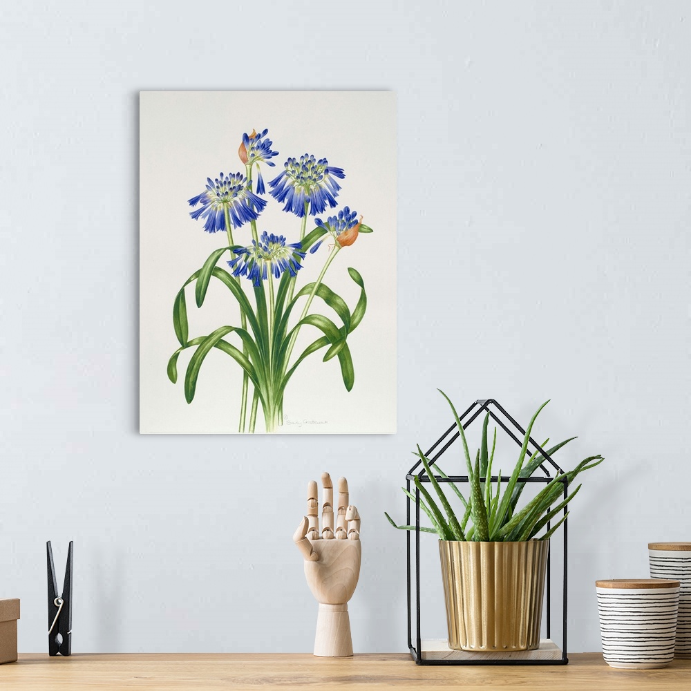 A bohemian room featuring Agapanthus Group