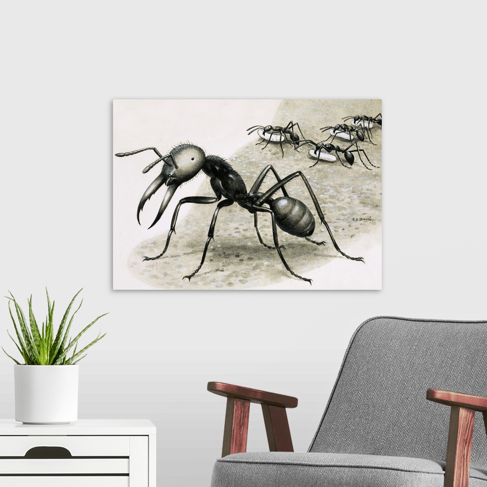 A modern room featuring Ants. Original artwork for Look and Learn book 1982.
