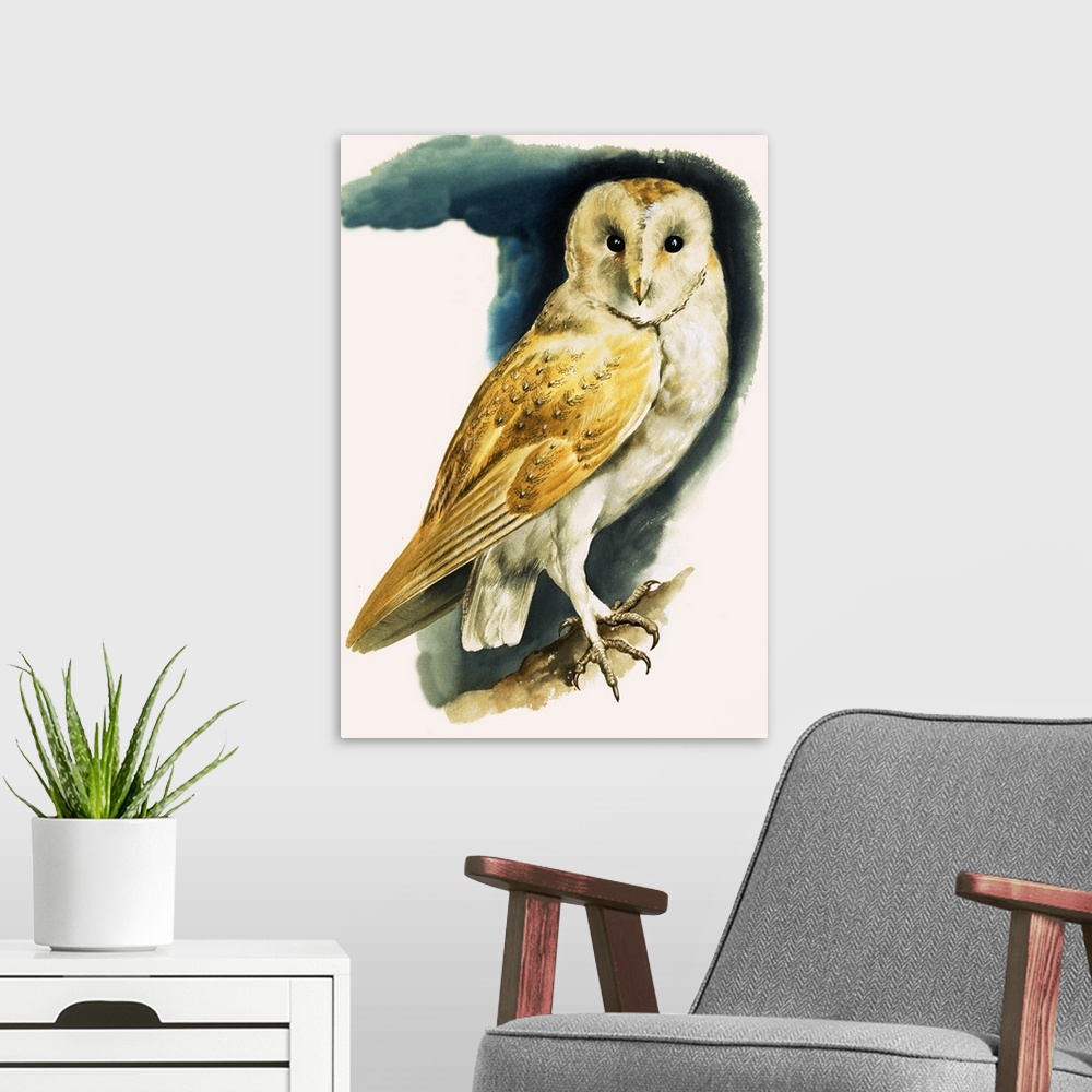 A modern room featuring Peeps at Nature: Owls. Barn Owl. Original artwork from "Treasure," issue 4, 9 February 1963.