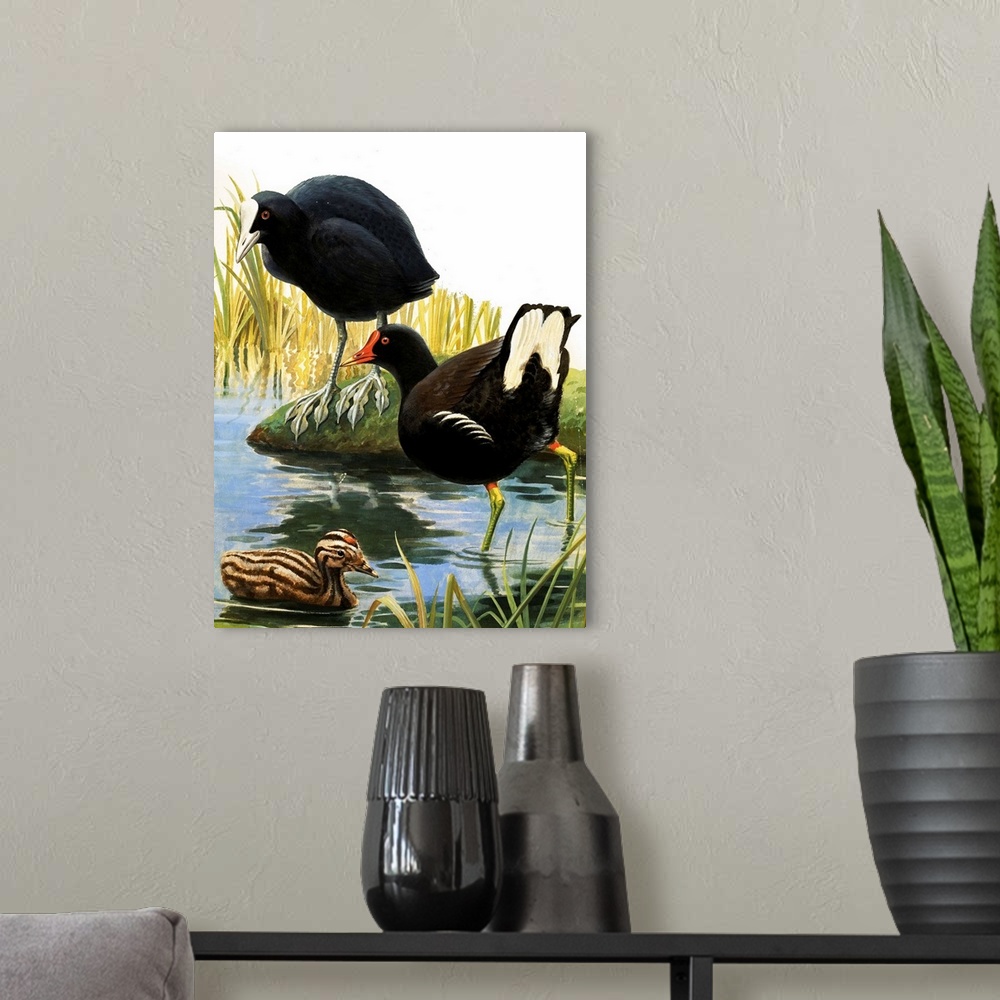 A modern room featuring Nature Wonderland: Birds of our Lakes and Rivers. Original artwork from Treasure no. 383 (16 May ...