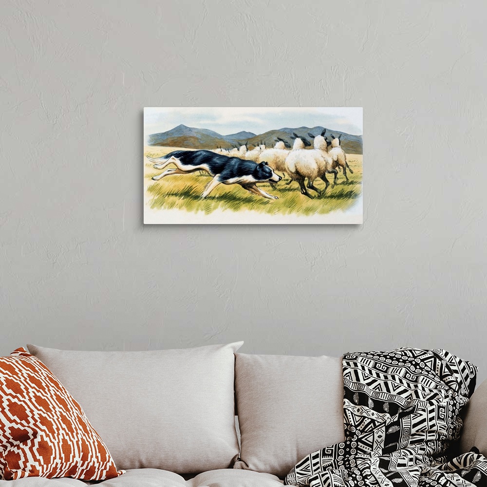 A bohemian room featuring Border Collie Herding Sheep