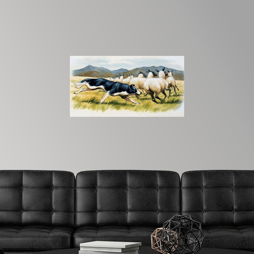 A modern room featuring Border Collie Herding Sheep