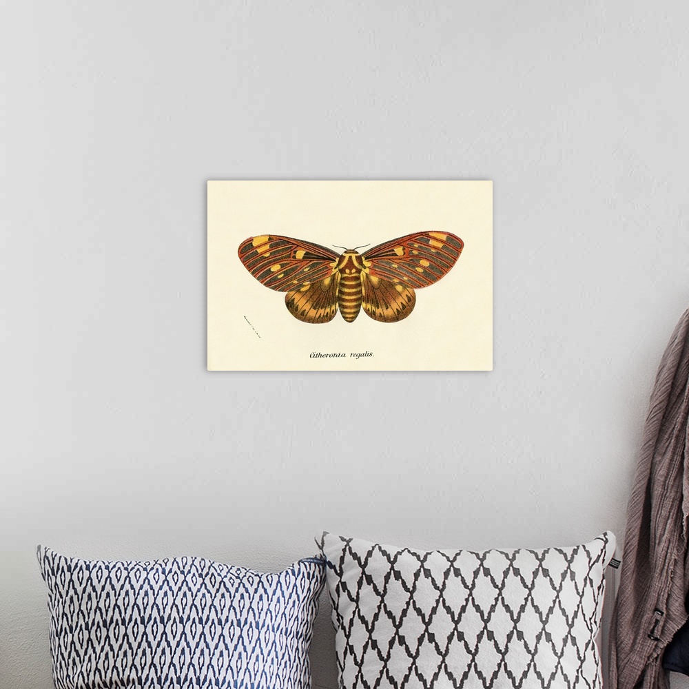 A bohemian room featuring Butterflies