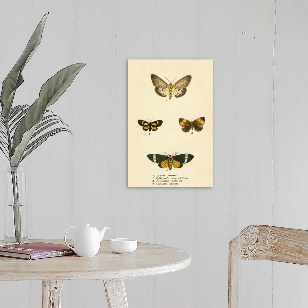 A farmhouse room featuring Butterflies