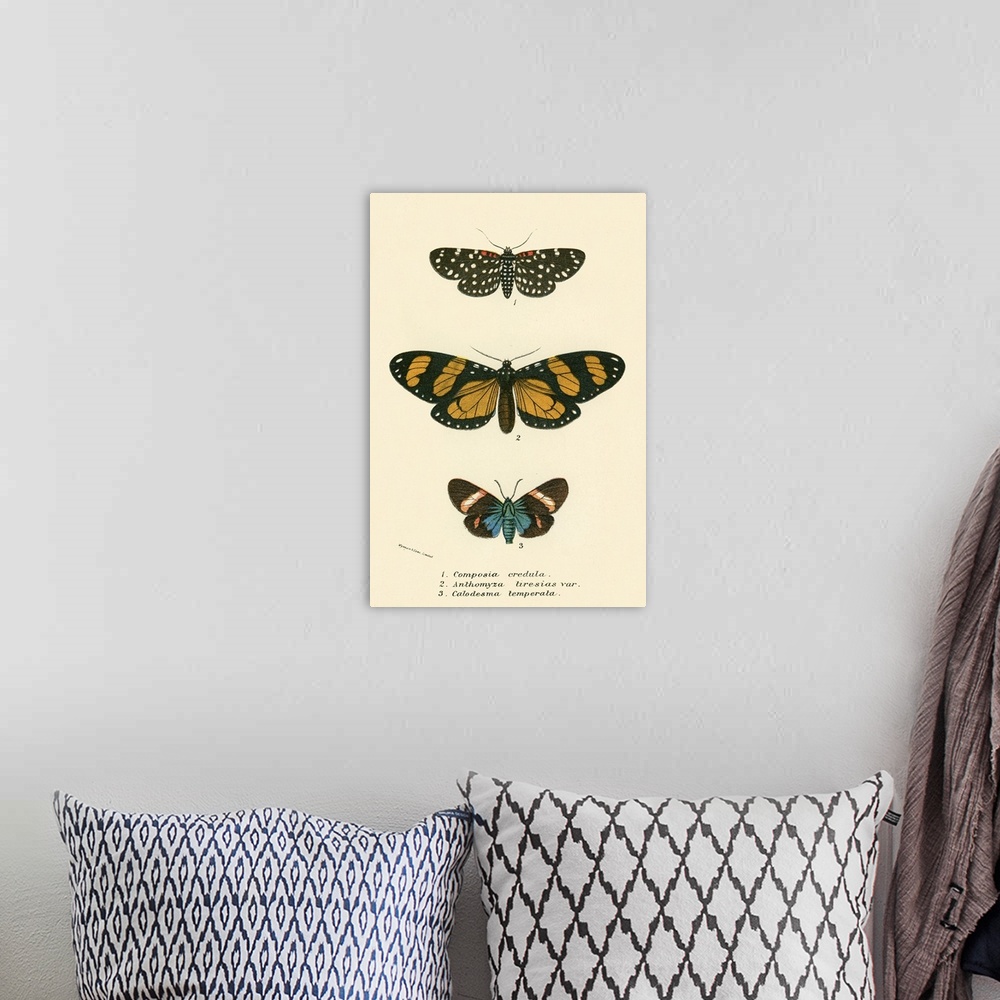 A bohemian room featuring Butterflies
