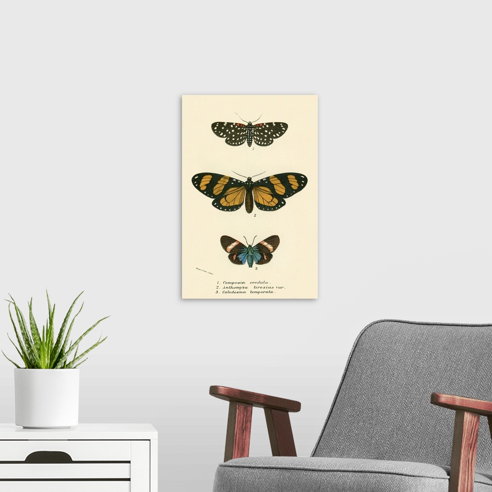 A modern room featuring Butterflies