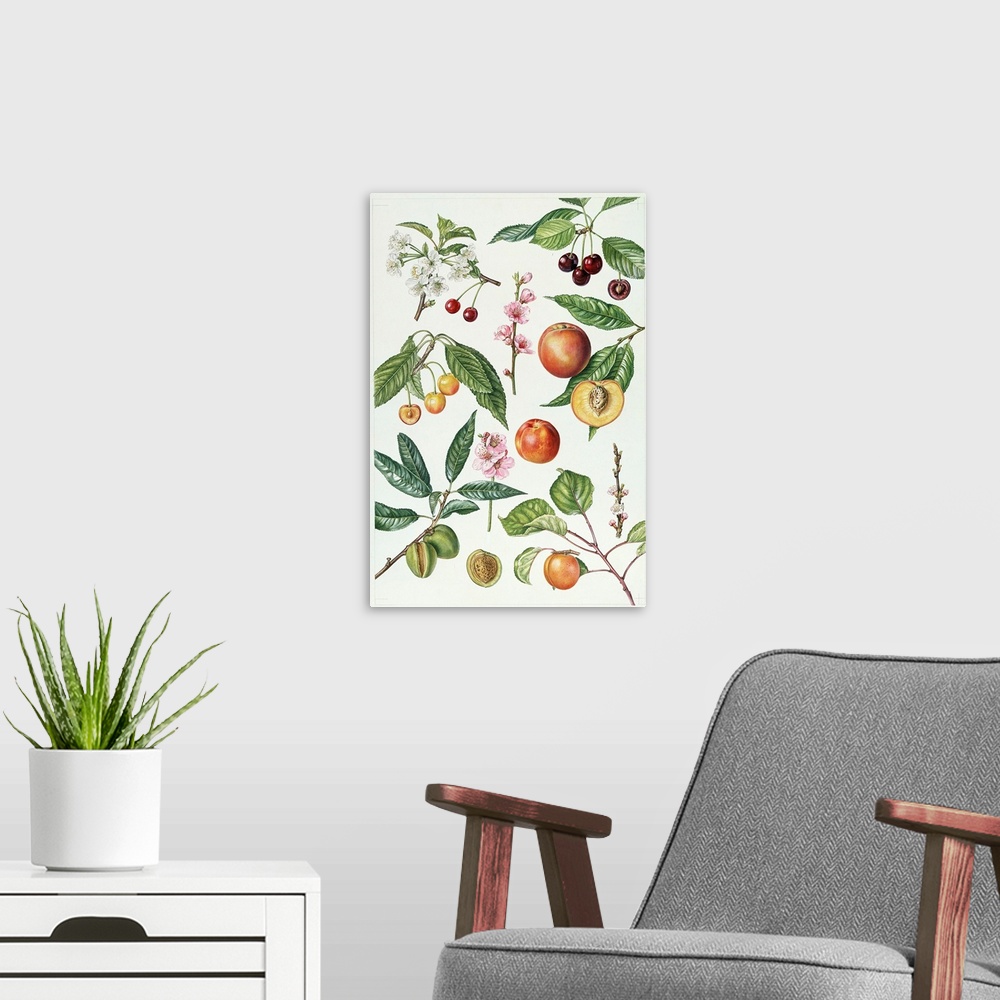 A modern room featuring ERI64943 Cherries and other fruit-bearing trees (w/c)  by Rice, Elizabeth (Contemporary Artist); ...