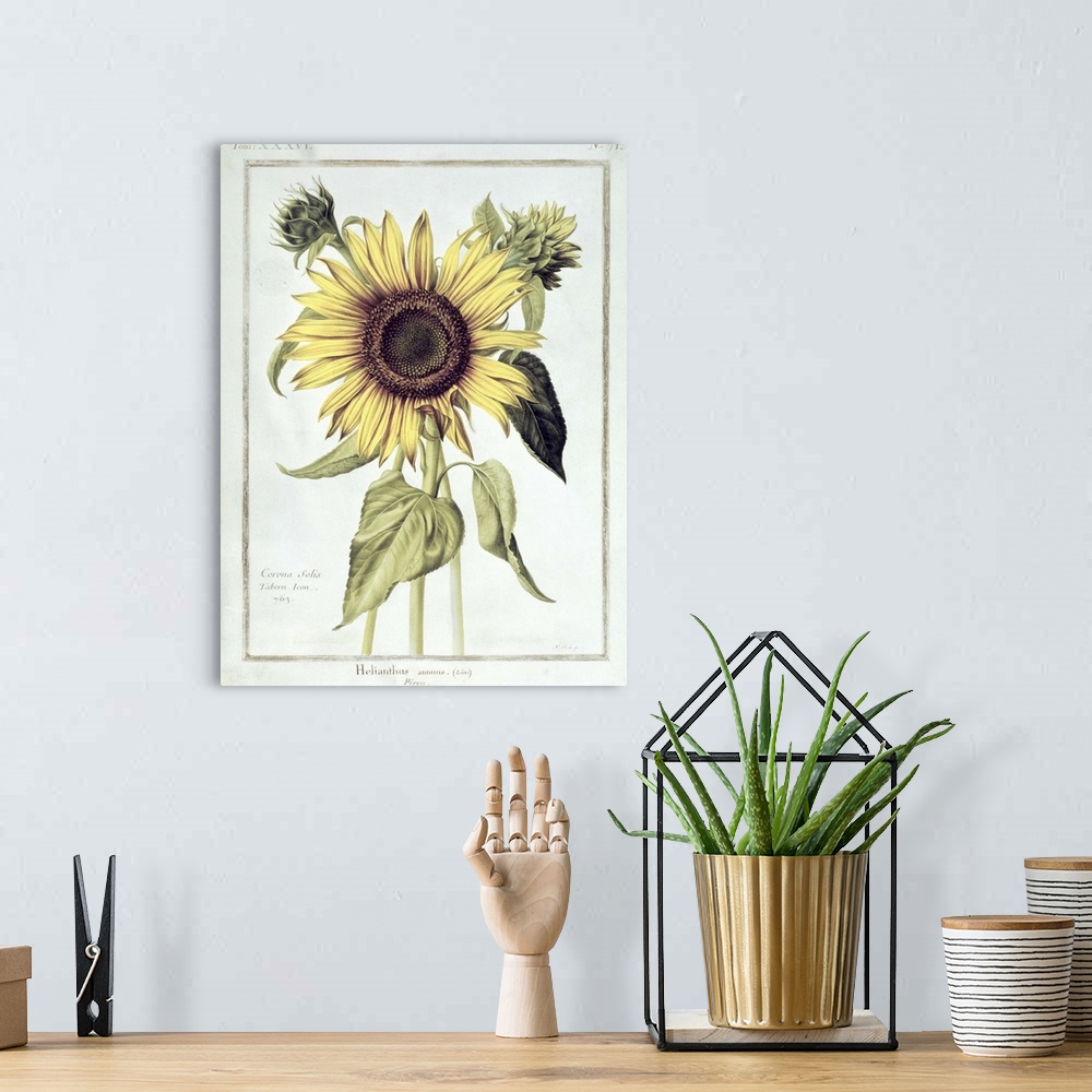A bohemian room featuring Helianthus Annuus (Sunflower)