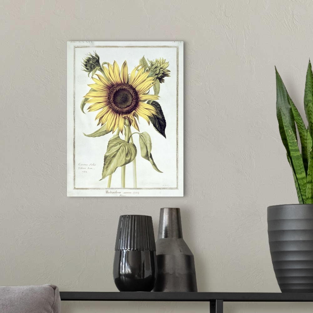 A modern room featuring Helianthus Annuus (Sunflower)