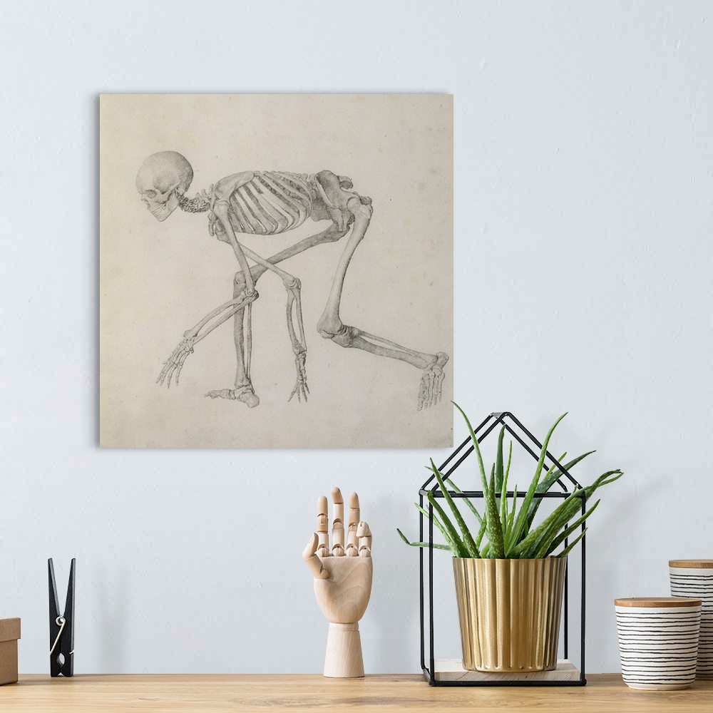 A bohemian room featuring Human Skeleton: Lateral view in Crouching Posture