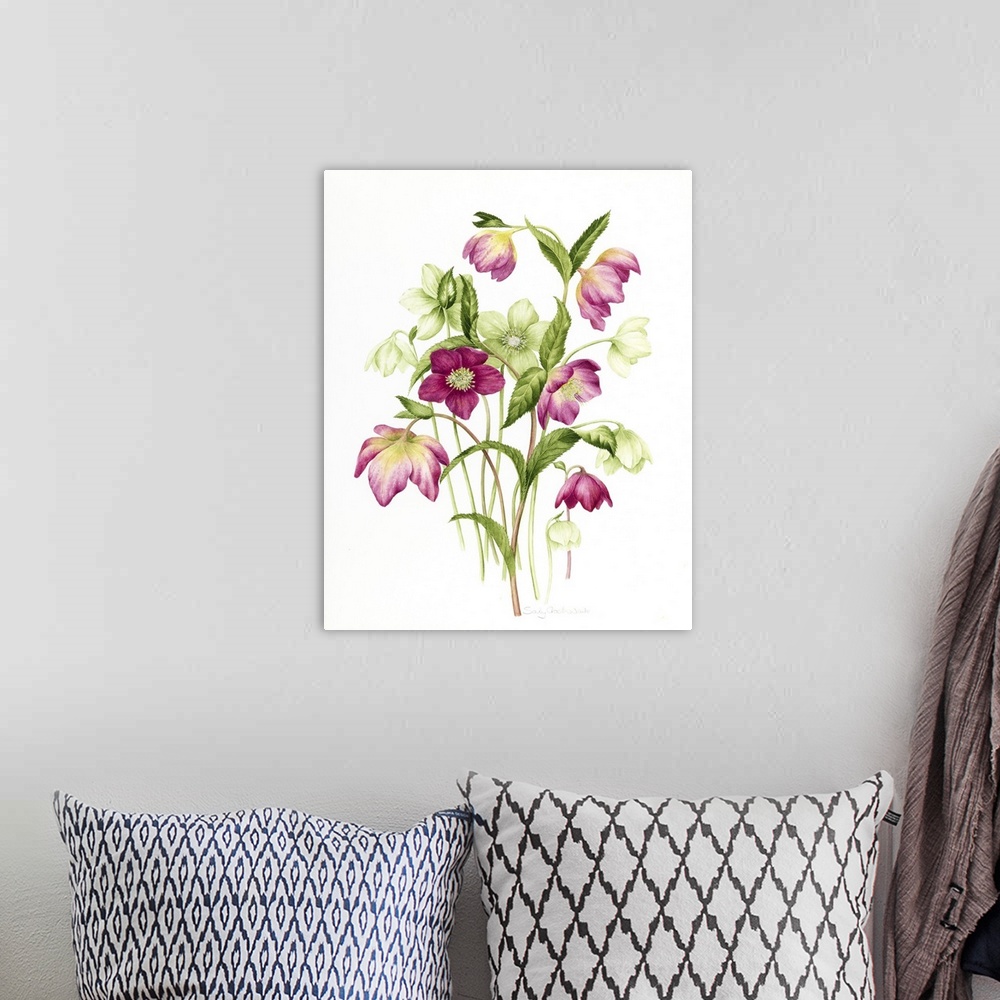 A bohemian room featuring Mixed Hellebores