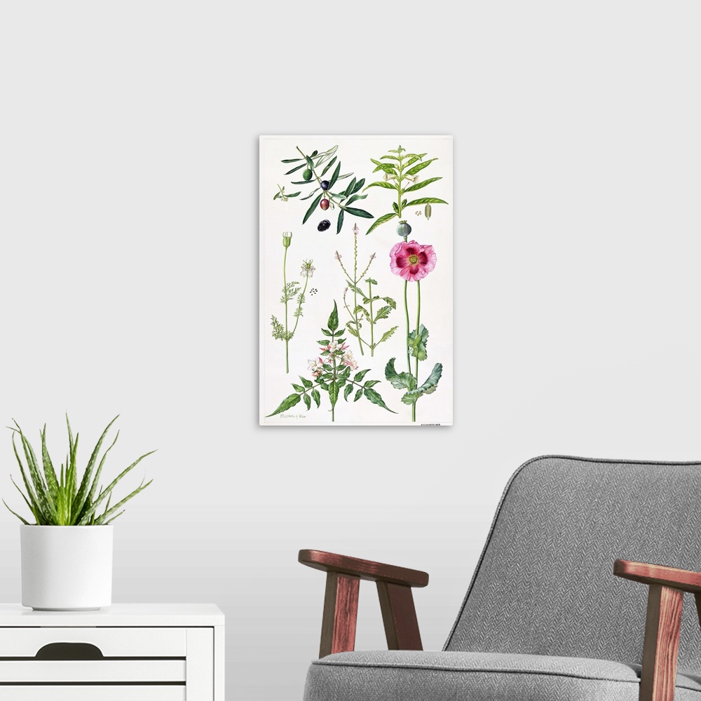 A modern room featuring ERI64948 Opium Poppy and other plants (w/c)  by Rice, Elizabeth (Contemporary Artist); watercolou...