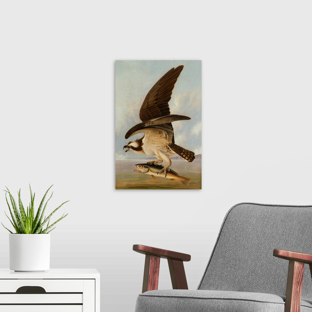 A modern room featuring Osprey and Weakfish, 1829, oil on canvas on hardboard.  By John James Audubon (1785-1851).