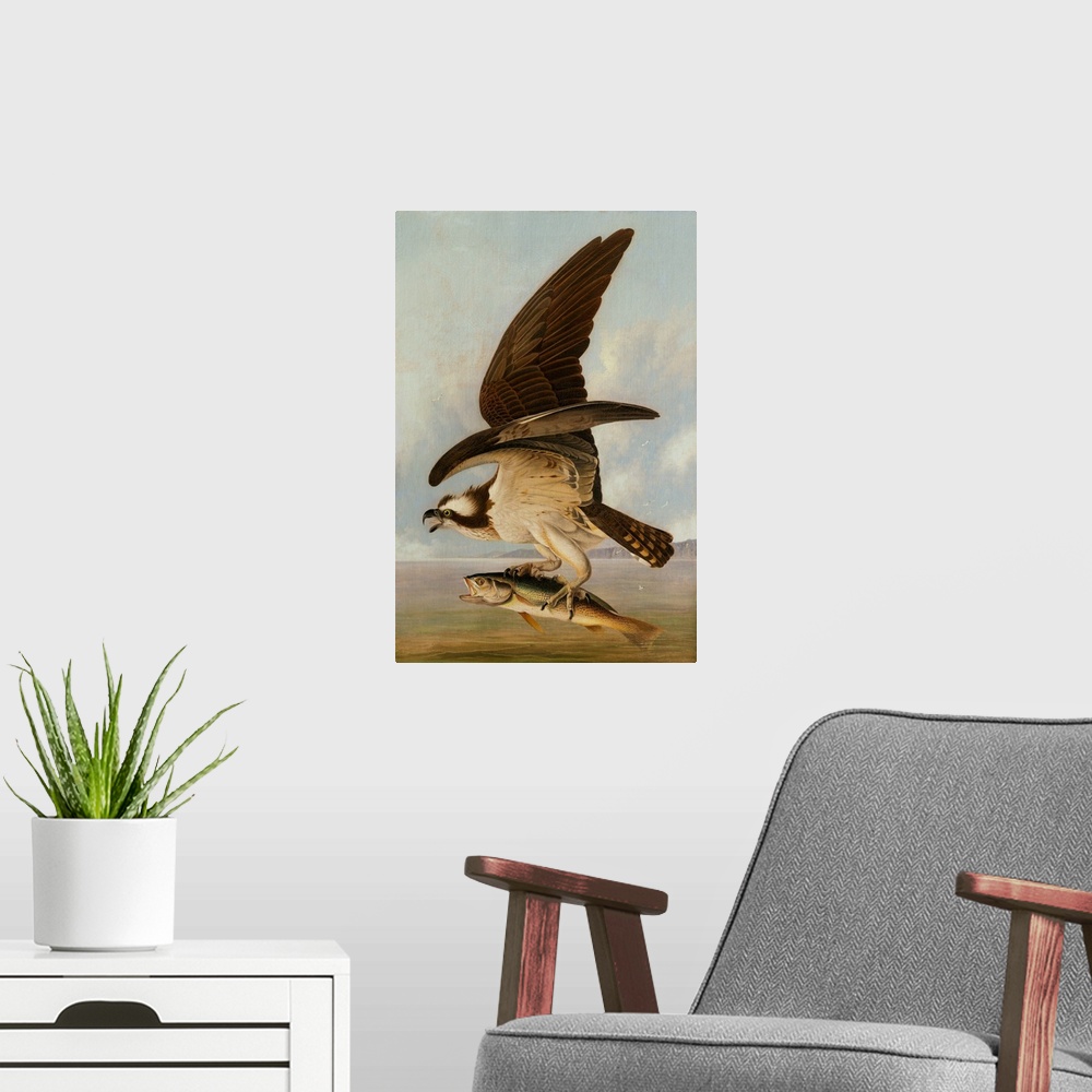 A modern room featuring Osprey and Weakfish, 1829, oil on canvas on hardboard.  By John James Audubon (1785-1851).