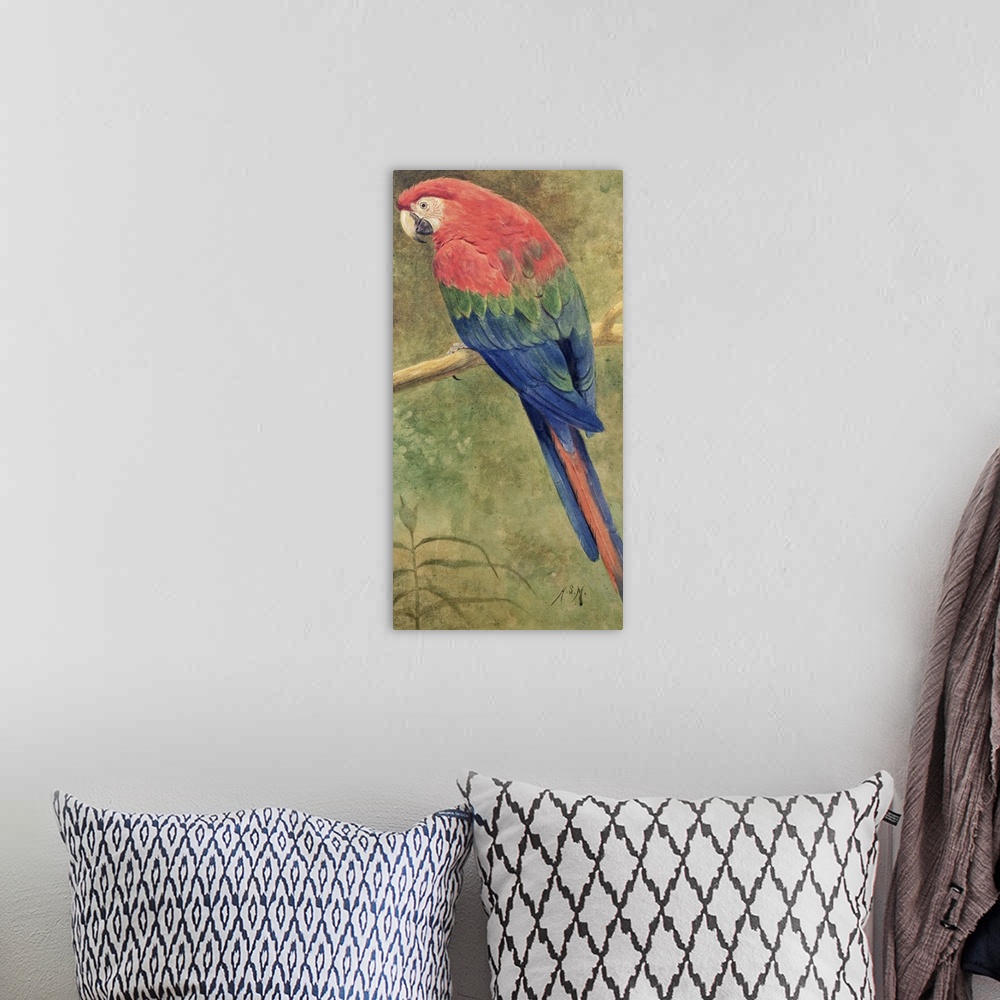 A bohemian room featuring Red and Blue Macaw